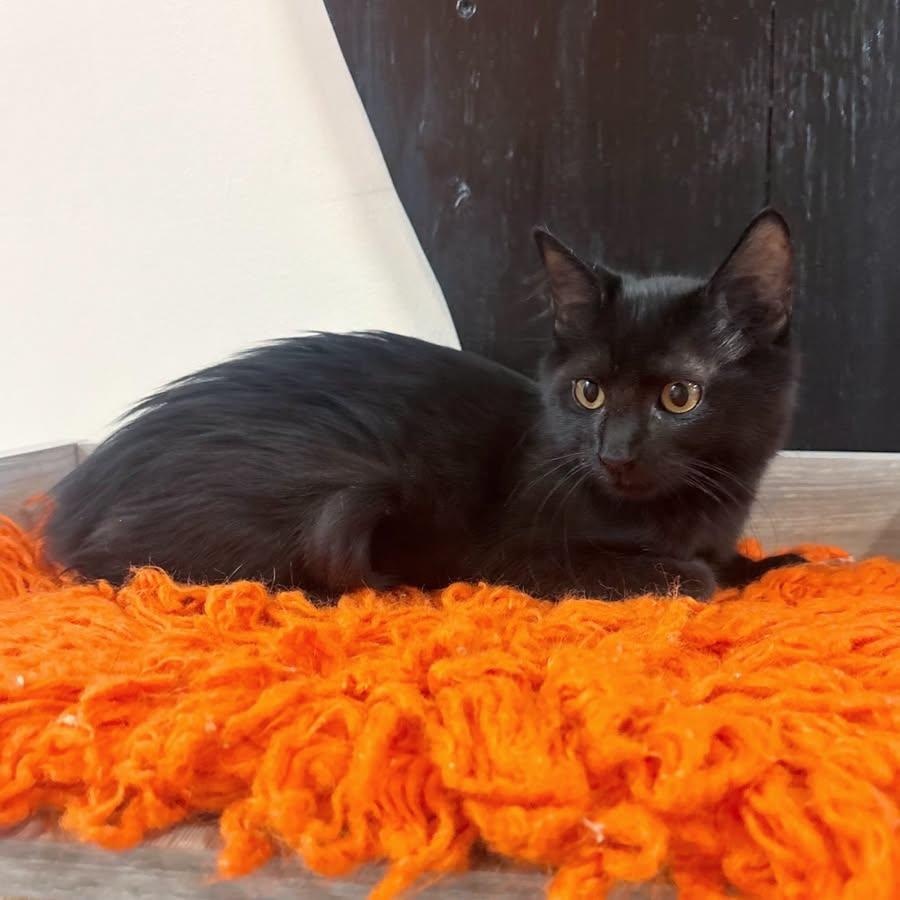 Enlarge Christmas at Fat Cat Cafe, a Adoptable Domestic Short Hair in Tallahassee, FL image 1/1