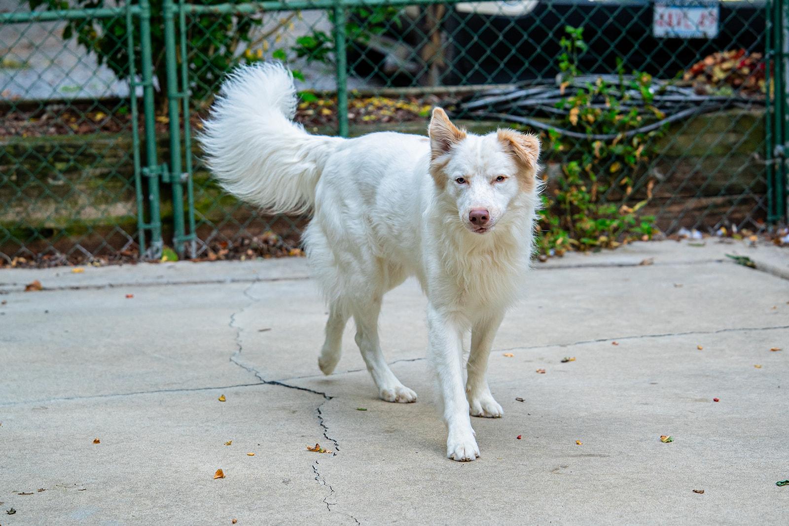 Enlarge Vinny, a Adoptable mixed breed in Dellslow, WV image 5/6