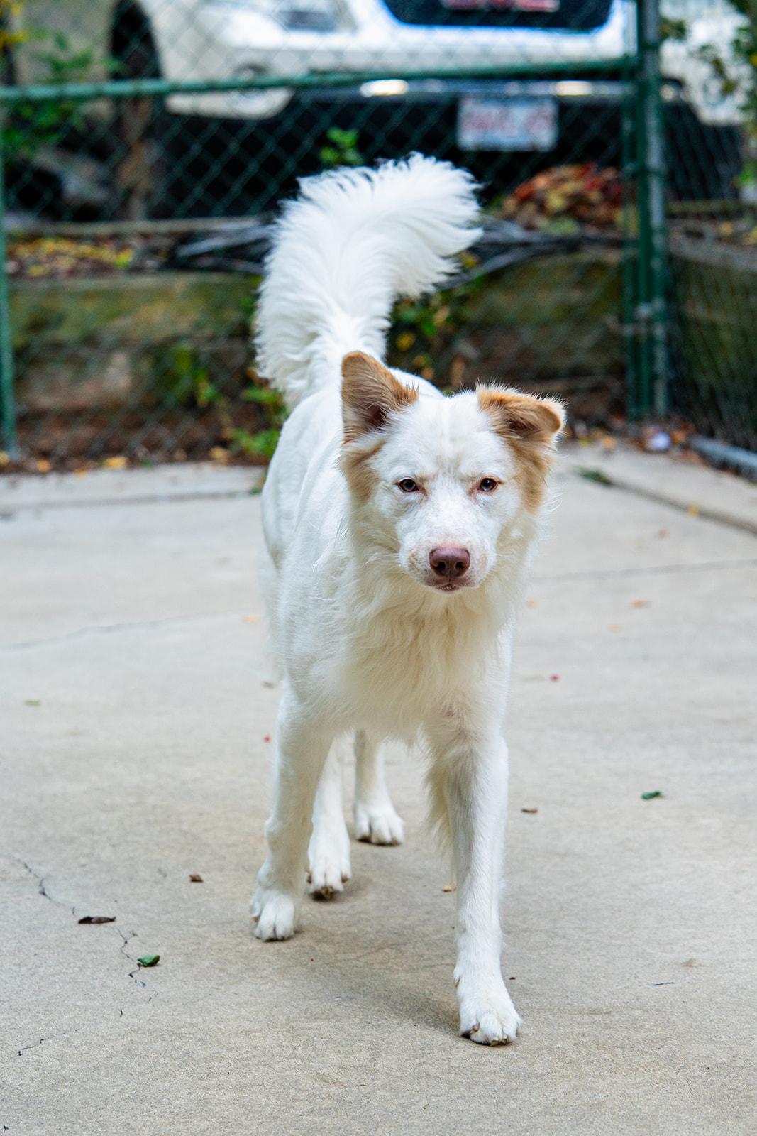 Enlarge Vinny, a Adoptable mixed breed in Dellslow, WV image 3/6