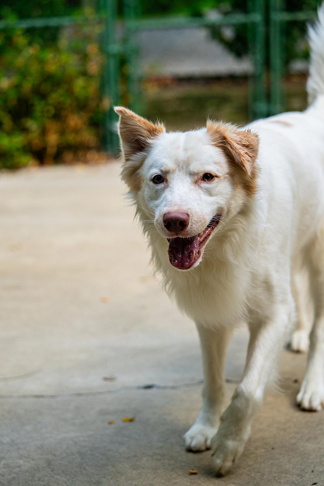 Vinny, Adoptable, Adult Male Australian Shepherd.