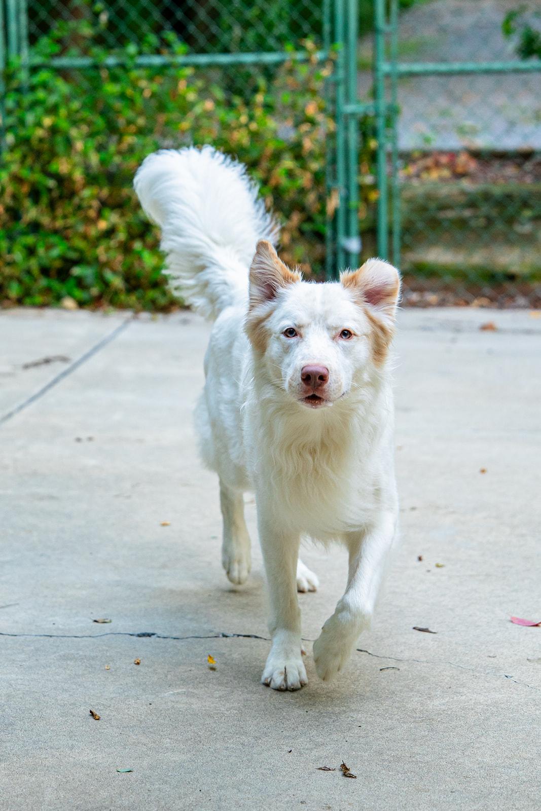 Enlarge Vinny, a Adoptable mixed breed in Dellslow, WV image 6/6