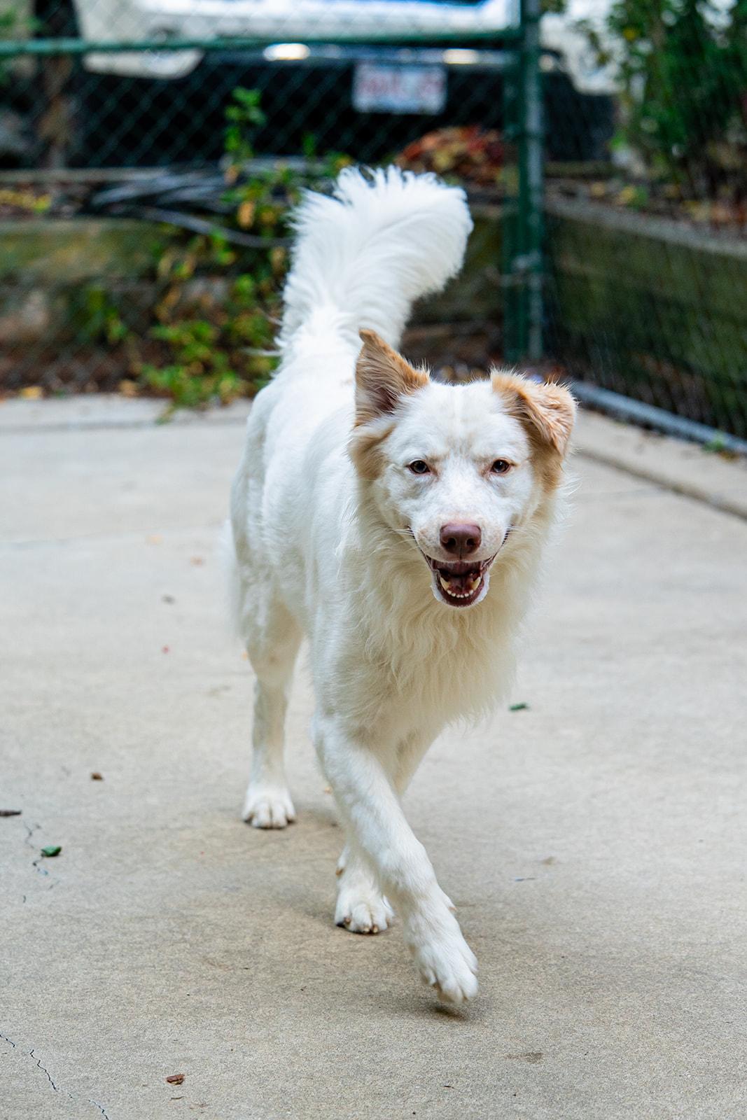 Enlarge Vinny, a Adoptable mixed breed in Dellslow, WV image 4/6