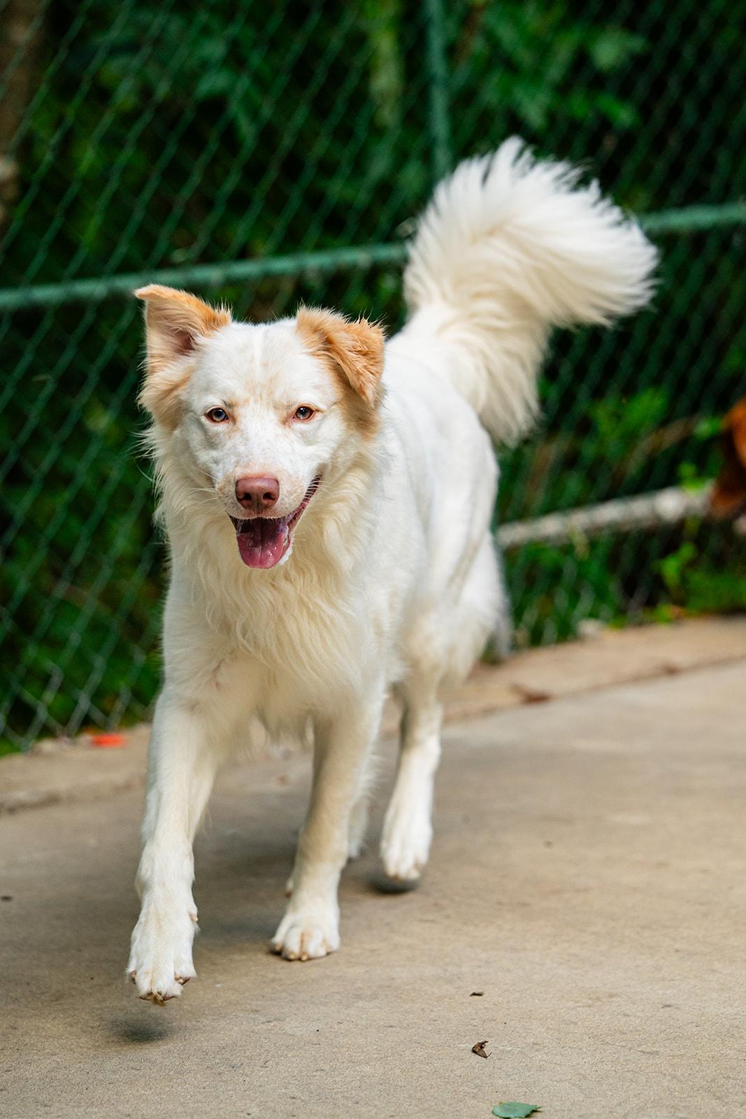 Enlarge Vinny, a Adoptable mixed breed in Dellslow, WV image 2/6