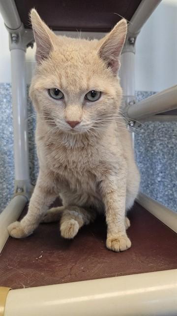 TAFFY, Adoptable, Adult Male Domestic Short Hair.
