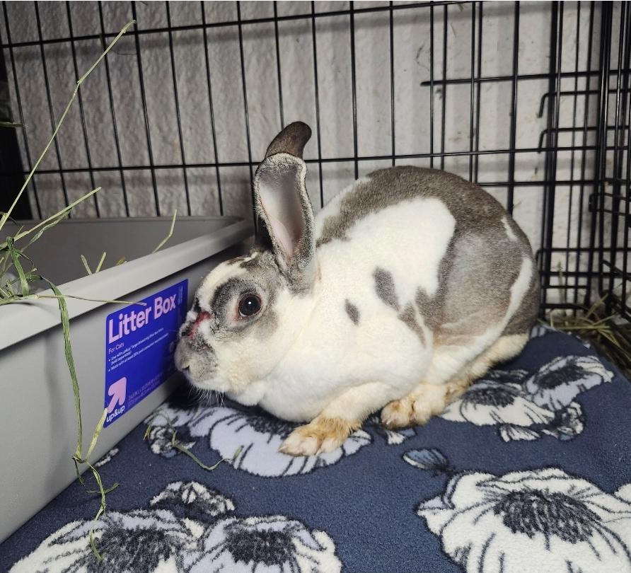 Sailor, a ADOPTABLE Rex in West Chester, OH image 3/4