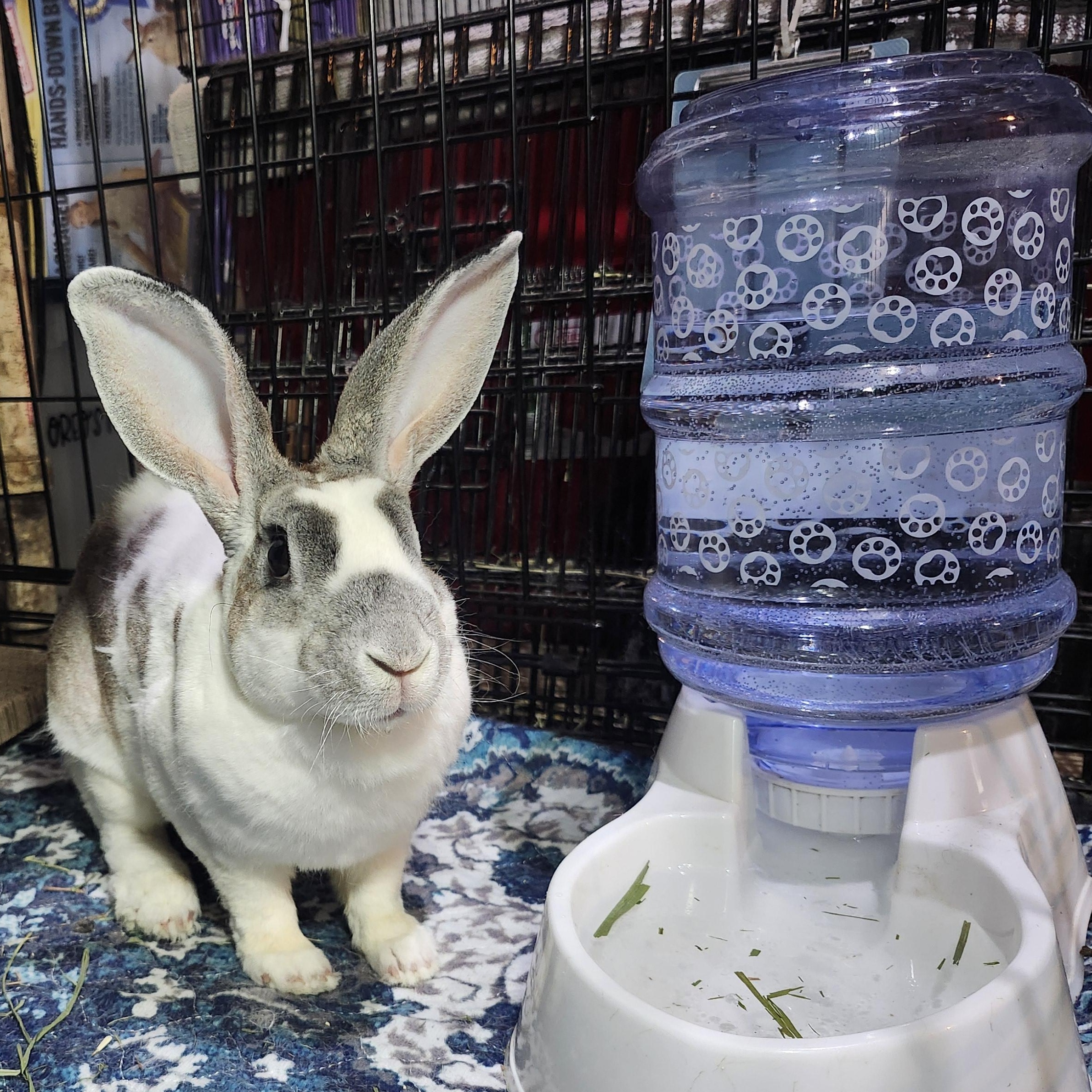 Sailor, ADOPTABLE, Adult Female Rex.