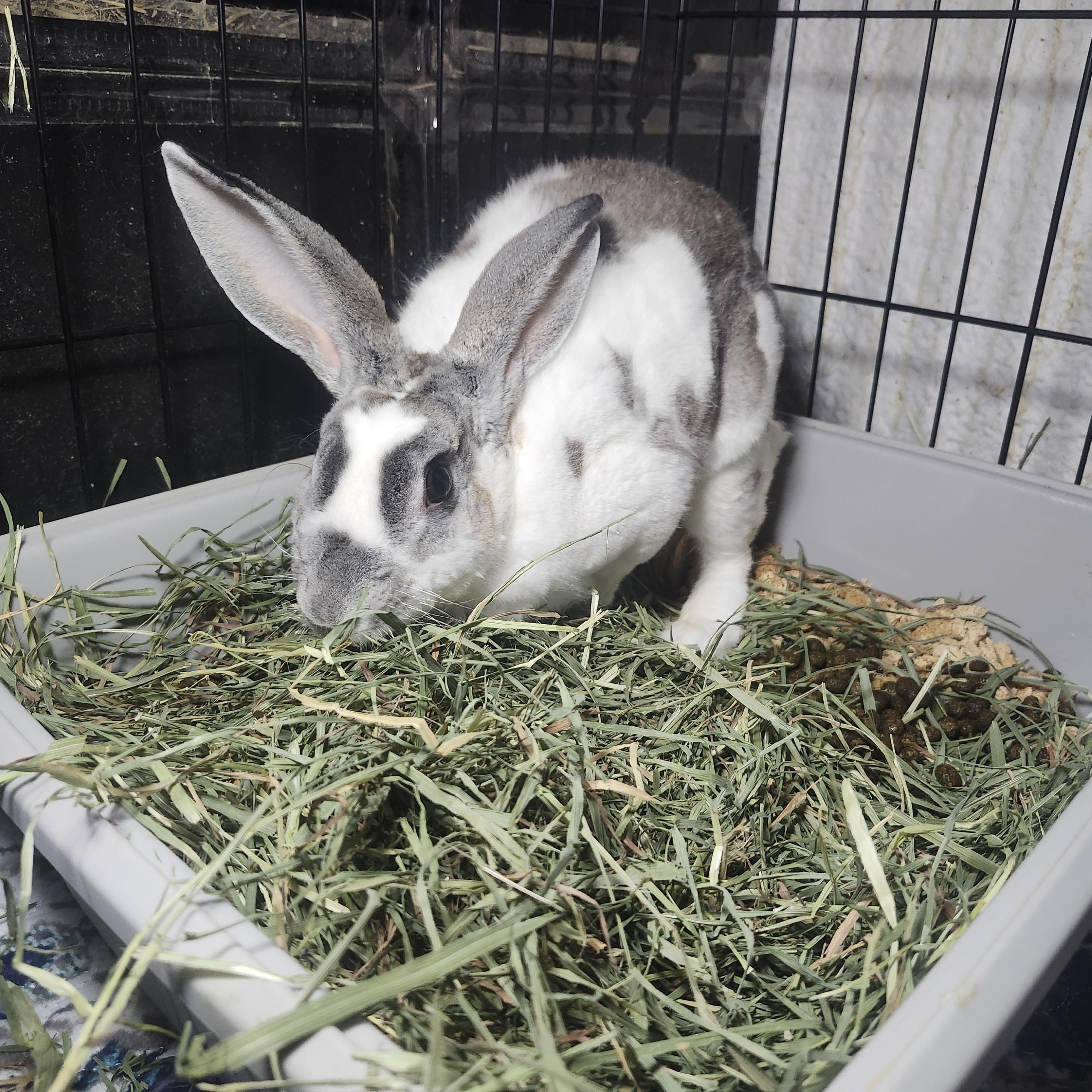 Sailor, a ADOPTABLE Rex in West Chester, OH image 2/4