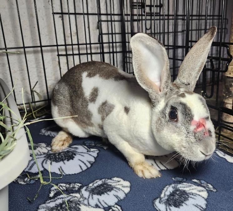 Sailor, a ADOPTABLE Rex in West Chester, OH image 4/4