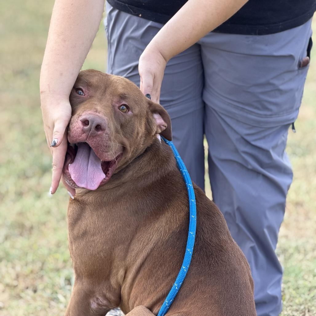 Gabriel, Adoptable, Adult Male Mixed Breed.