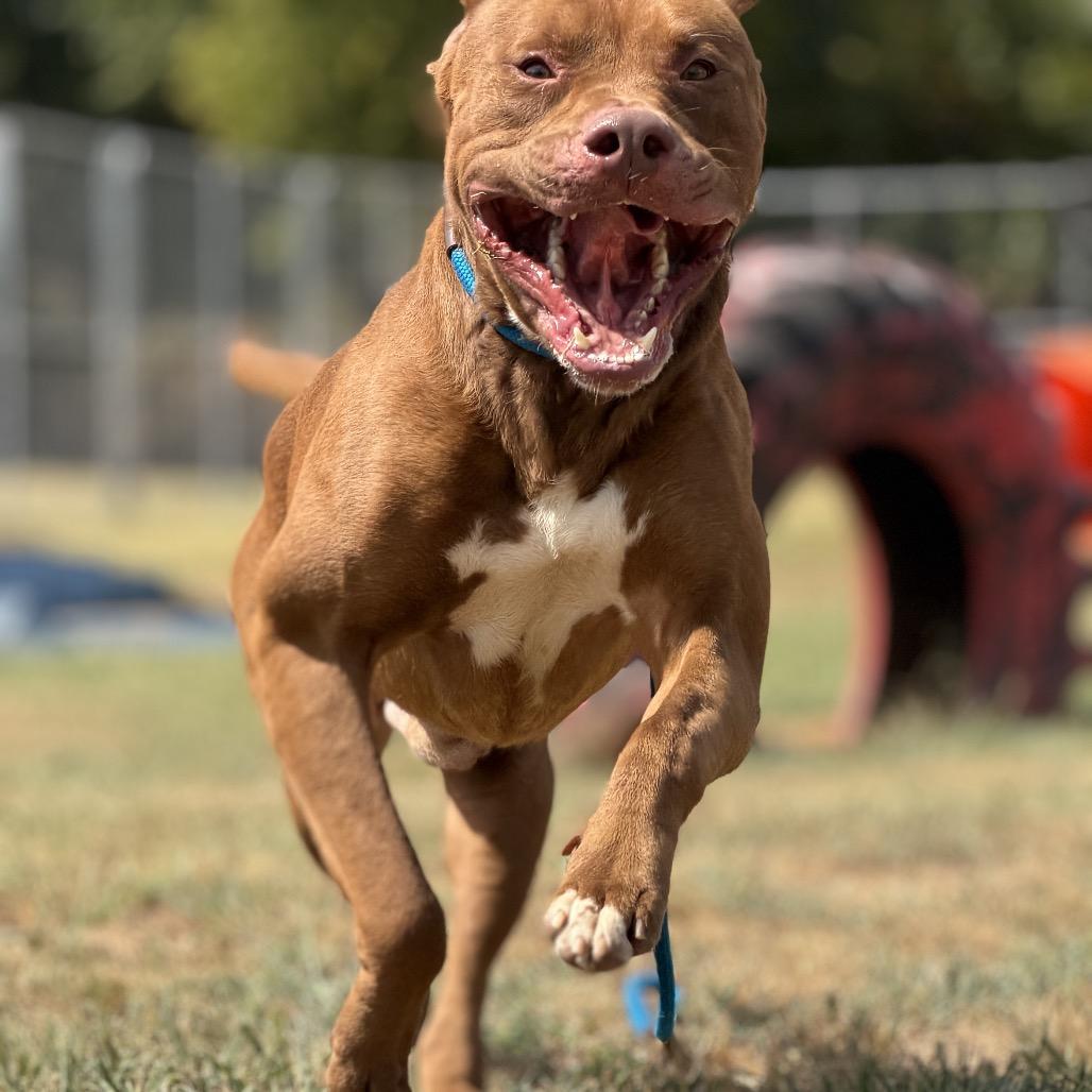 Gabriel, a Adoptable Mixed Breed in Pauls Valley, OK image 2/5