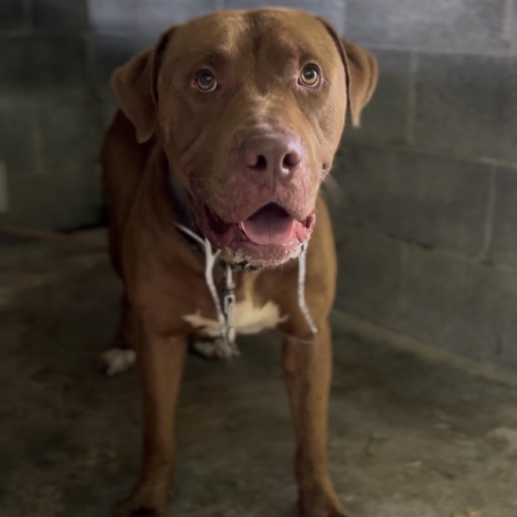 Gabriel, a Adoptable Mixed Breed in Pauls Valley, OK image 3/5