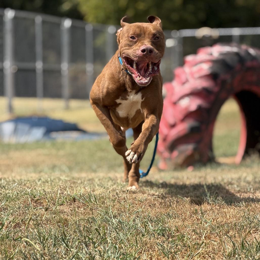 Gabriel, a Adoptable Mixed Breed in Pauls Valley, OK image 4/5