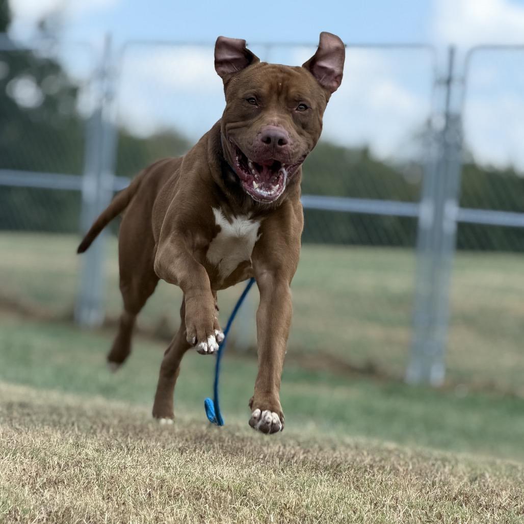 Gabriel, a Adoptable Mixed Breed in Pauls Valley, OK image 5/5