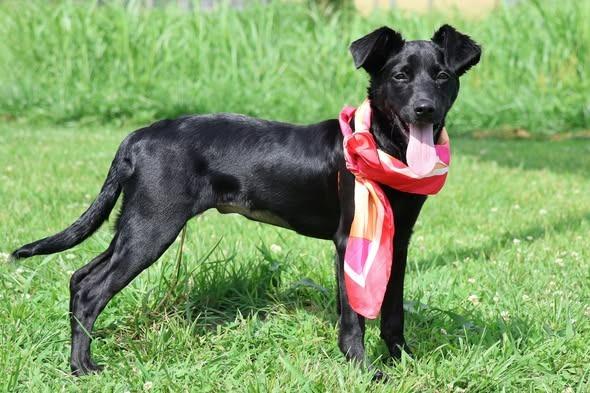 Vera, Adoptable, Puppy Female Mixed Breed.