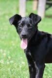 Vera, a Adoptable mixed breed in Columbia, TN image 2/5