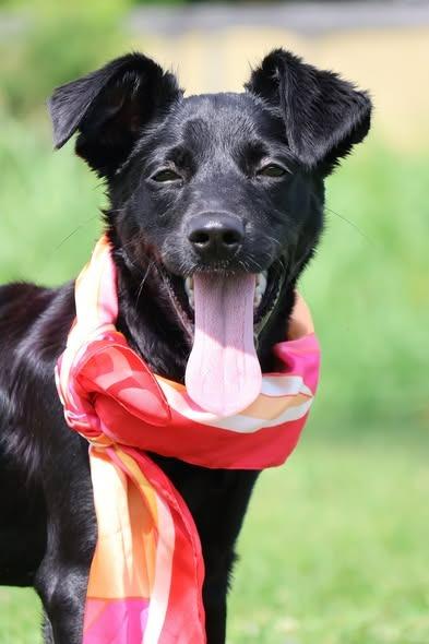 Vera, a Adoptable mixed breed in Columbia, TN image 3/5