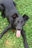 Vera, a Adoptable mixed breed in Columbia, TN image 4/5