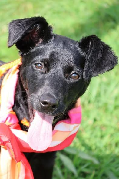 Vera, a Adoptable mixed breed in Columbia, TN image 5/5