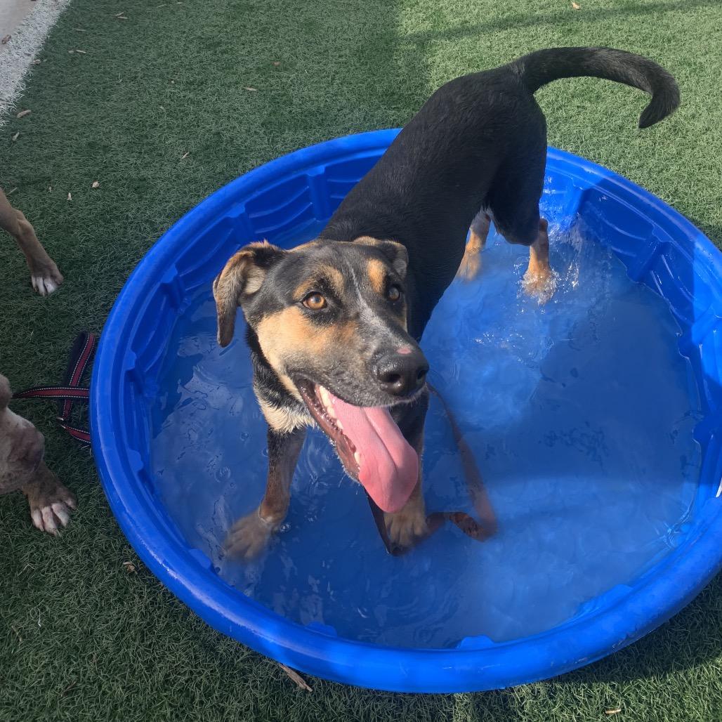 Squid, Adoptable, Young Male Shepherd.