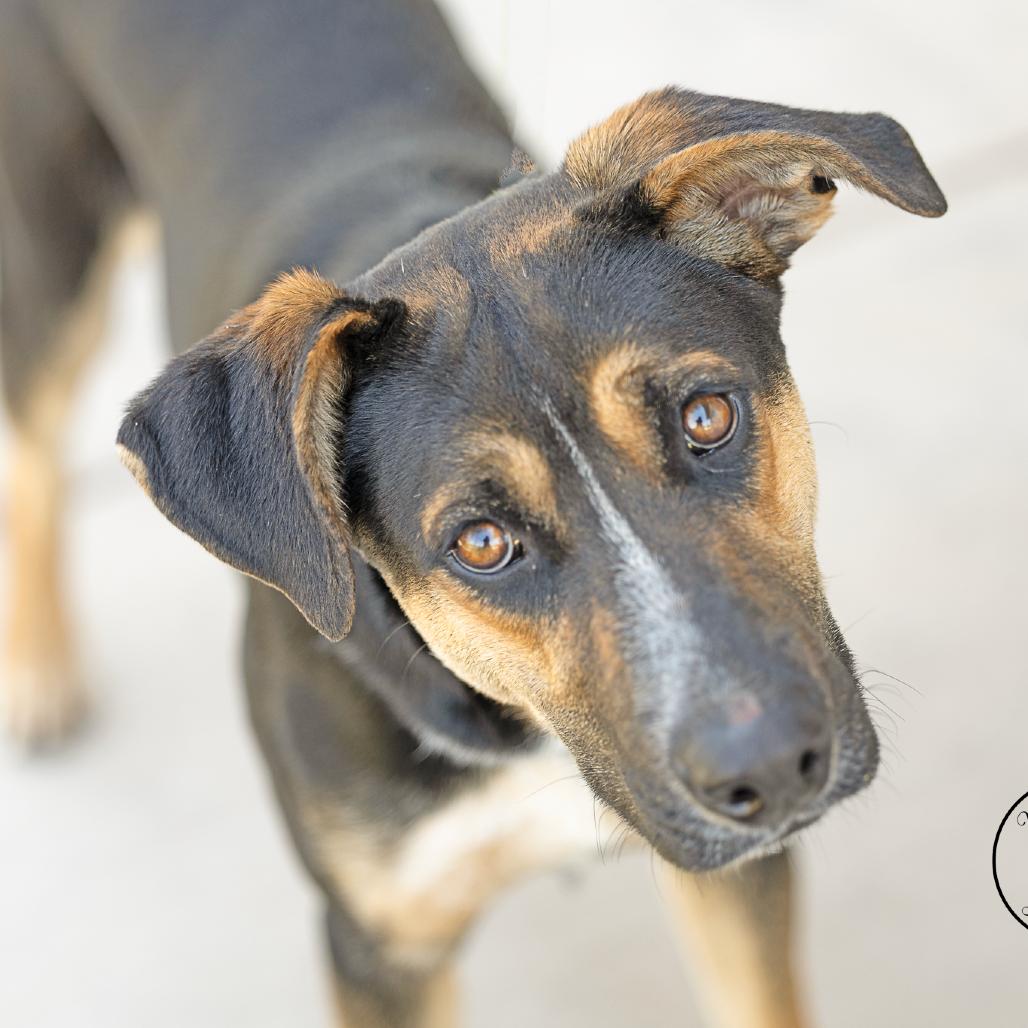 Enlarge Squid, a Adoptable Shepherd in Abilene, TX image 2/6