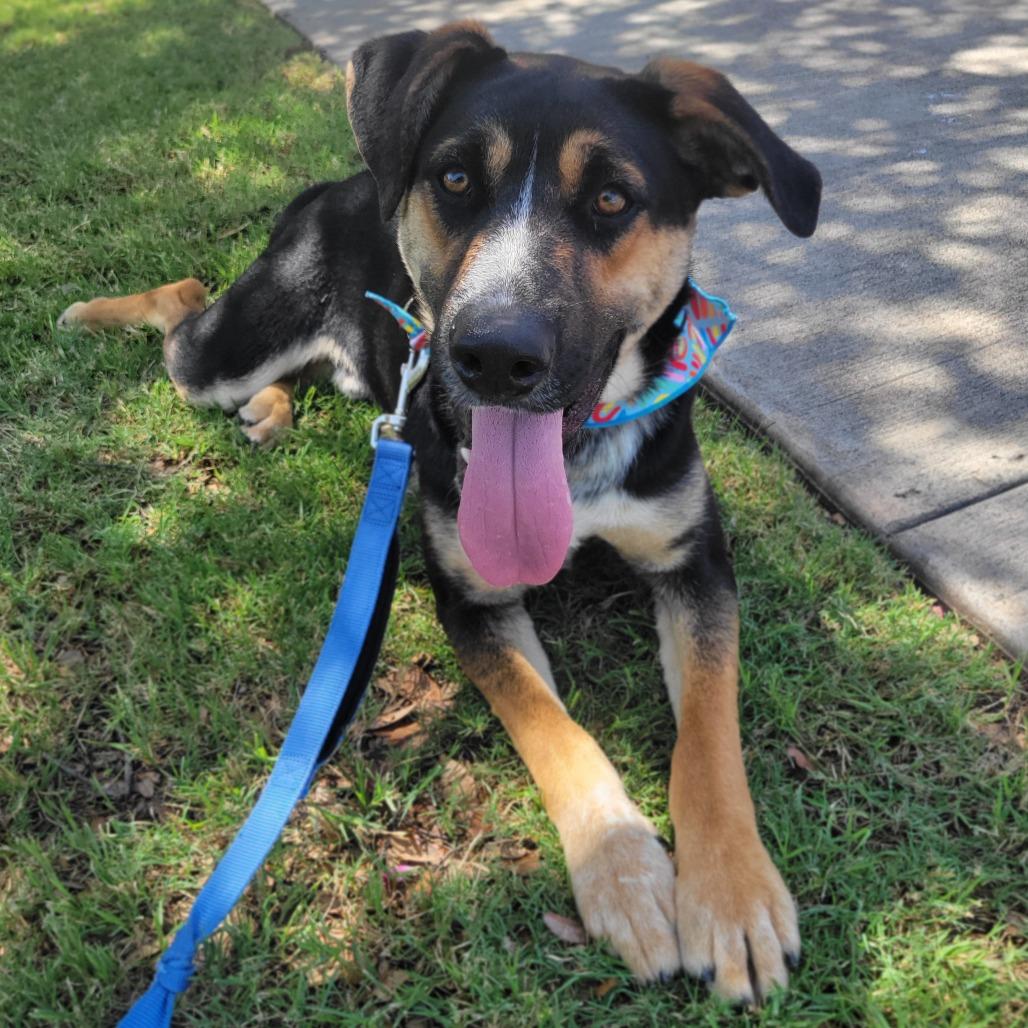 Enlarge Squid, a Adoptable Shepherd in Abilene, TX image 3/6