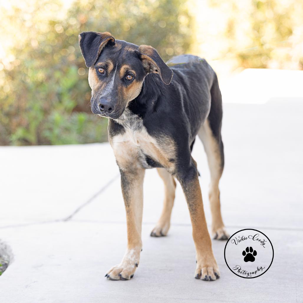 Squid, Adoptable, Young Male Shepherd.