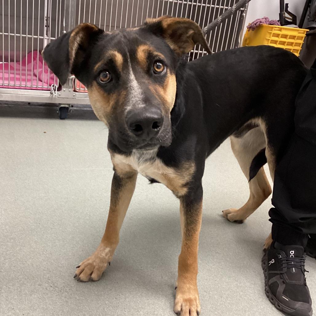 Enlarge Squid, a Adoptable Shepherd in Abilene, TX image 5/6