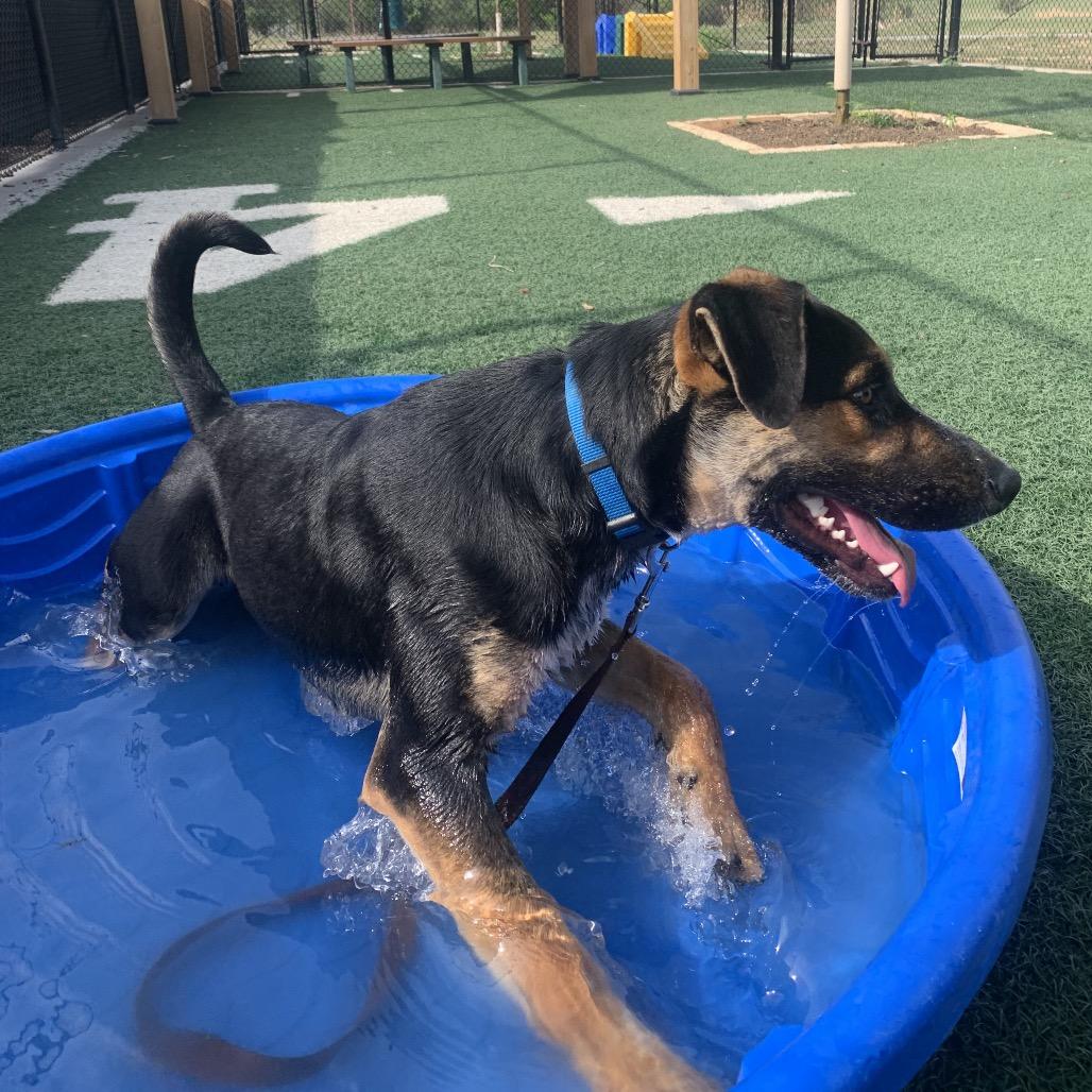 Enlarge Squid, a Adoptable Shepherd in Abilene, TX image 6/6