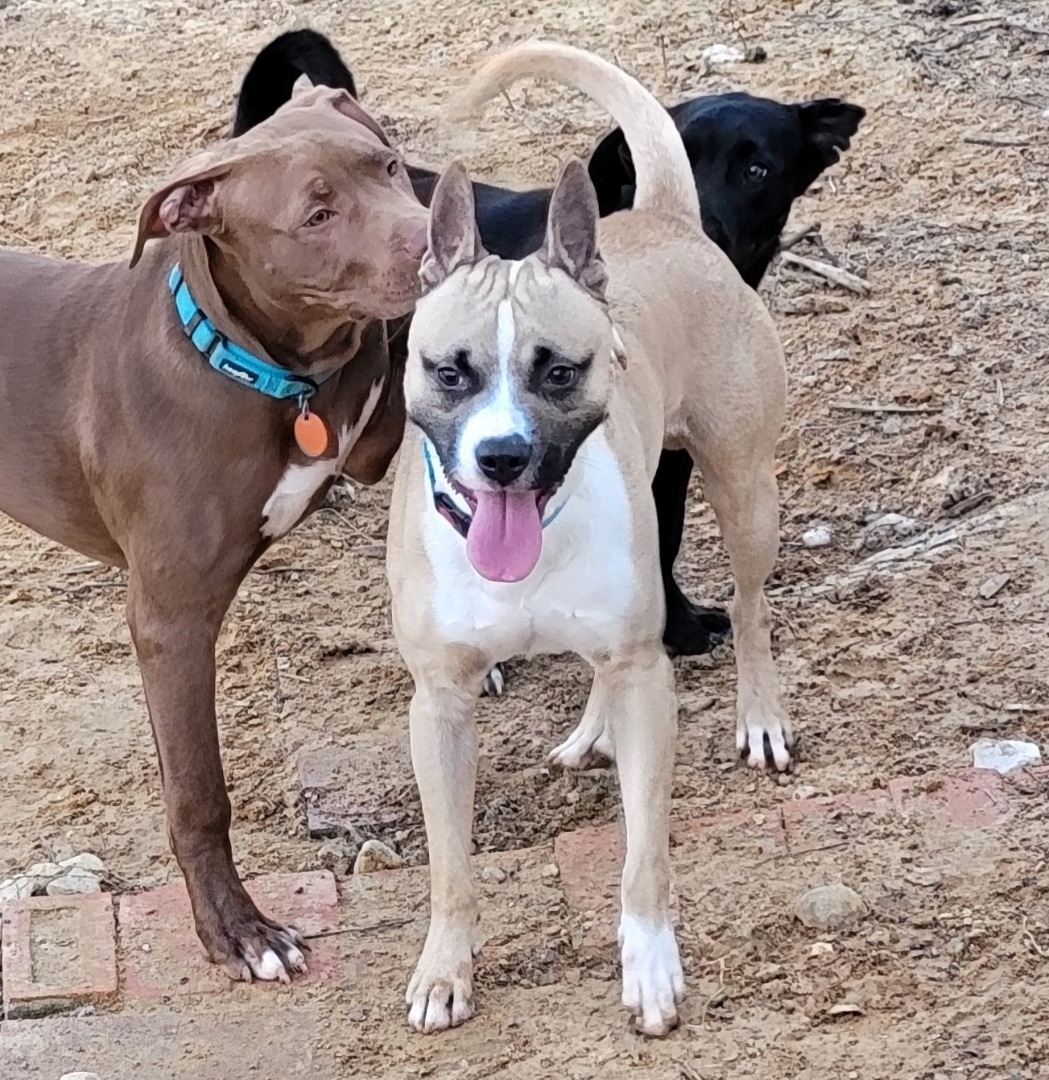 Enlarge Kiro, a Adoptable mixed breed in Anna, TX image 1/6