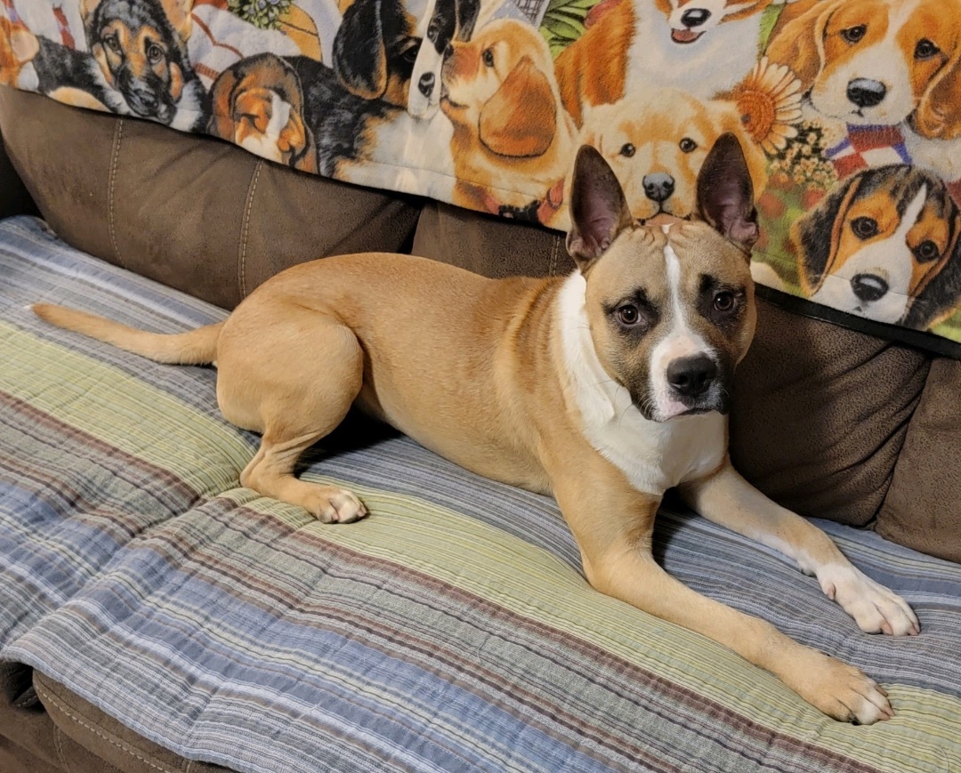 Enlarge Kiro, a Adoptable mixed breed in Anna, TX image 2/6