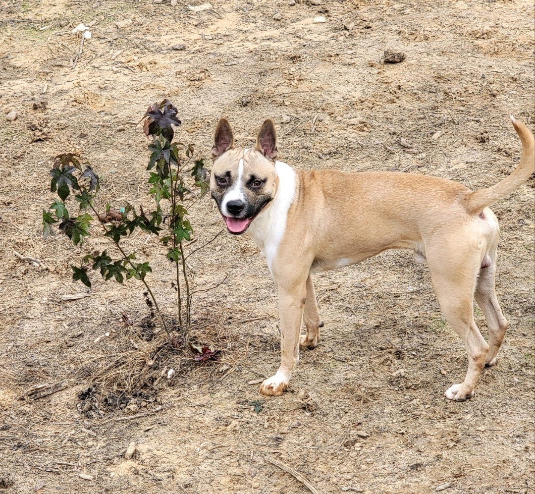 Enlarge Kiro, a Adoptable mixed breed in Anna, TX image 5/6