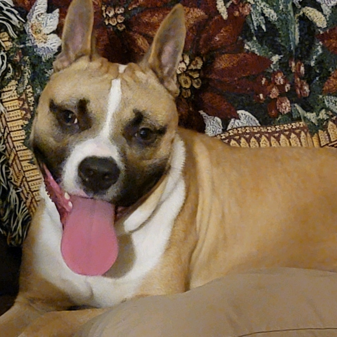 Enlarge Kiro, a Adoptable mixed breed in Anna, TX image 6/6