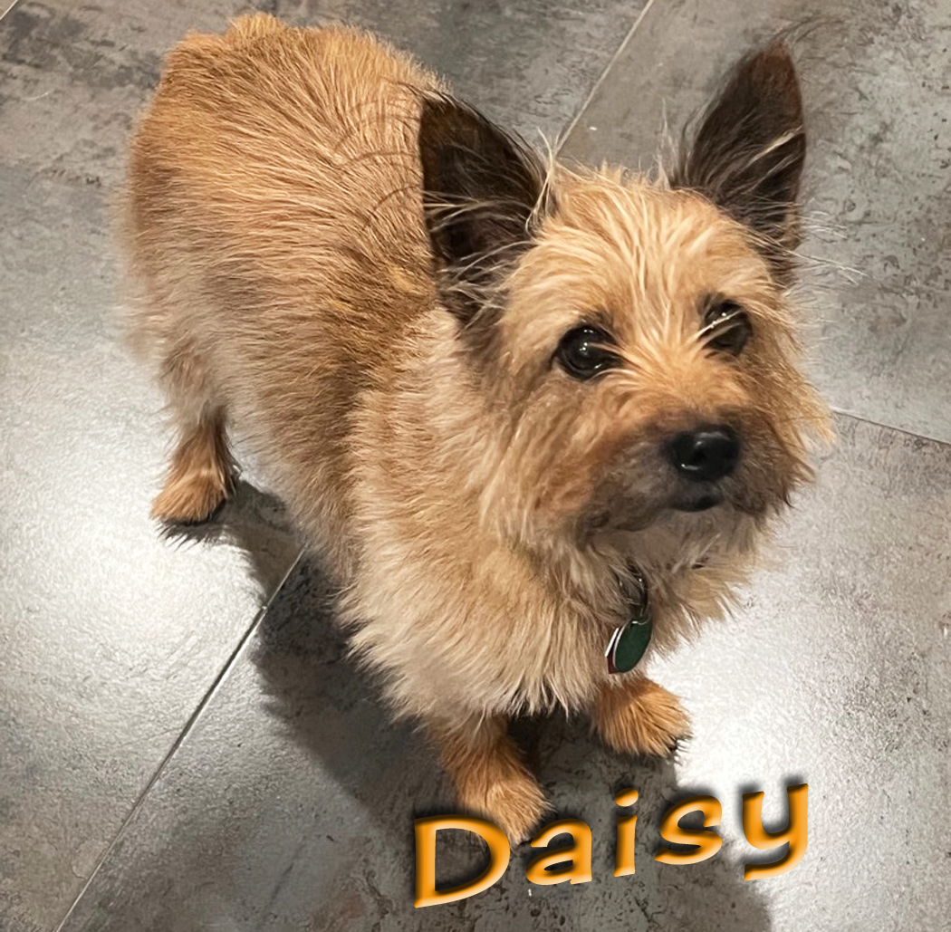 Enlarge DARLING CAIRN DAISY - WOULD LOVE ANOTHER DOG & A FENCED YARD, a Adopted Cairn Terrier in winnetka , IL image 2/15