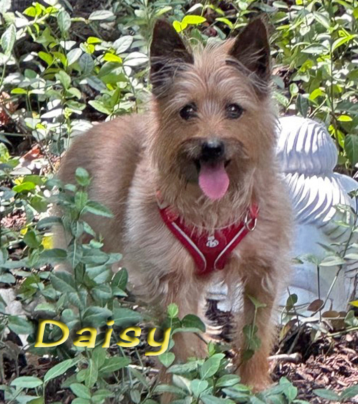 Enlarge DARLING CAIRN DAISY - WOULD LOVE ANOTHER DOG & A FENCED YARD, a Adopted Cairn Terrier in winnetka , IL image 6/15