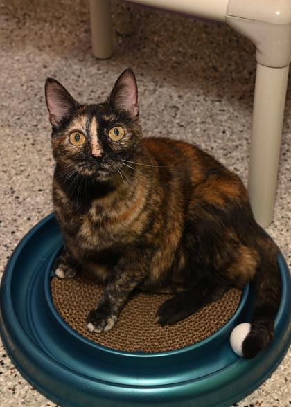 Queenie, Adoptable, Adult Female Domestic Short Hair & Domestic Short Hair.