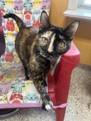 Queenie, Adoptable, Adult Female Domestic Short Hair & Domestic Short Hair.