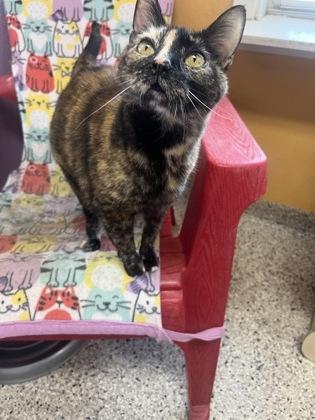 Enlarge Queenie, a Adoptable mixed breed in Baton Rouge, LA image 2/3
