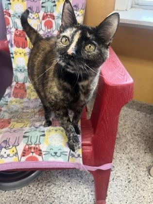 Enlarge Queenie, a Adoptable mixed breed in Baton Rouge, LA image 3/3