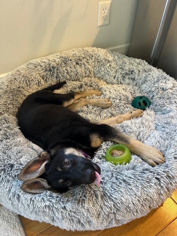 Waverly, Adoptable, Young Female German Shepherd Dog.