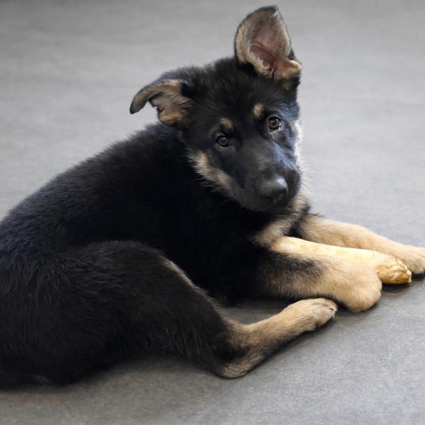 Waverly, Adoptable, Young Female German Shepherd Dog.