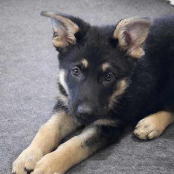 Enlarge Waverly, a Adoptable German Shepherd Dog in Seattle, WA image 3/5