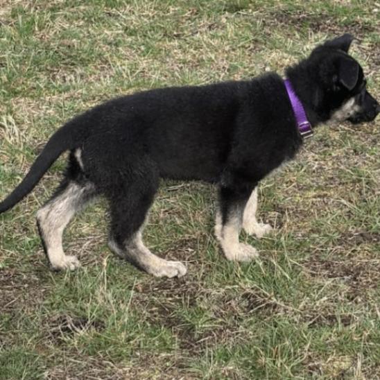Enlarge Waverly, a Adoptable German Shepherd Dog in Seattle, WA image 4/5