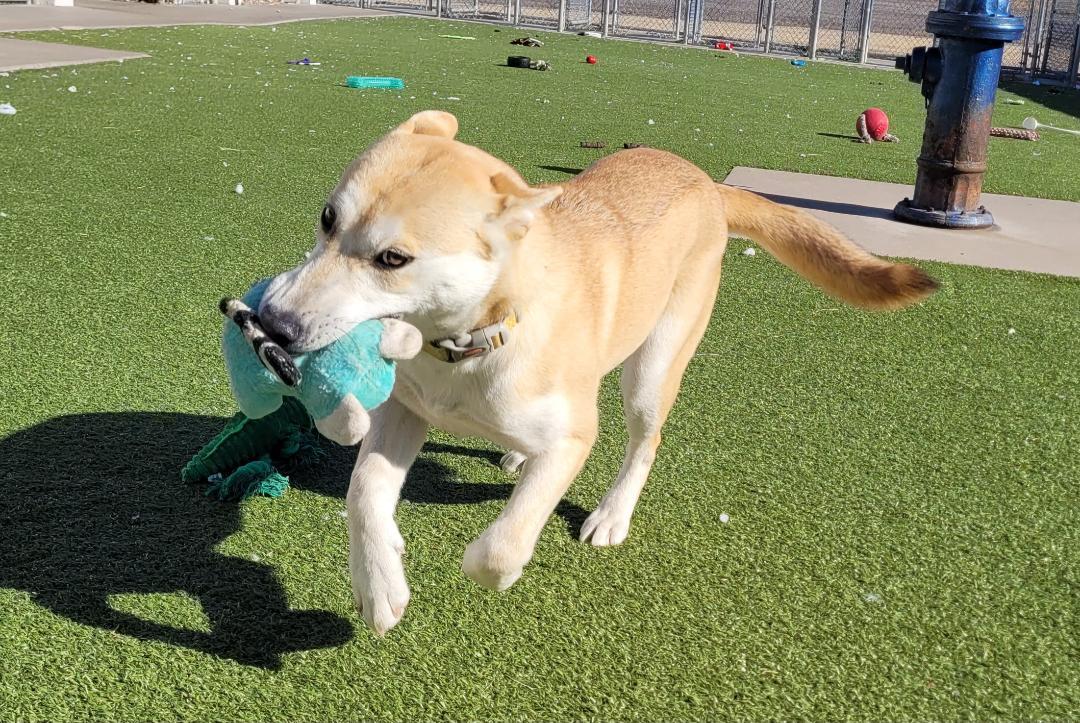 Enlarge Letty , an adoptable mixed breed in Hays, KS image 4/6