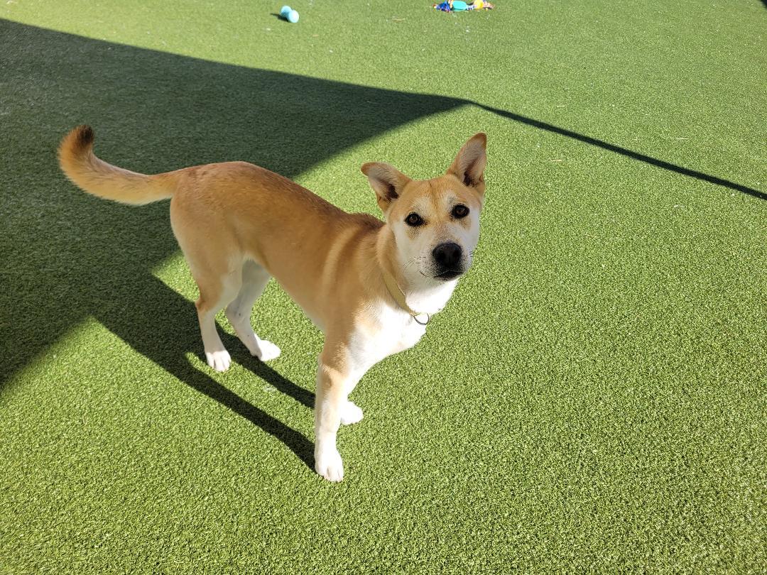 Enlarge Letty , an adoptable mixed breed in Hays, KS image 5/6