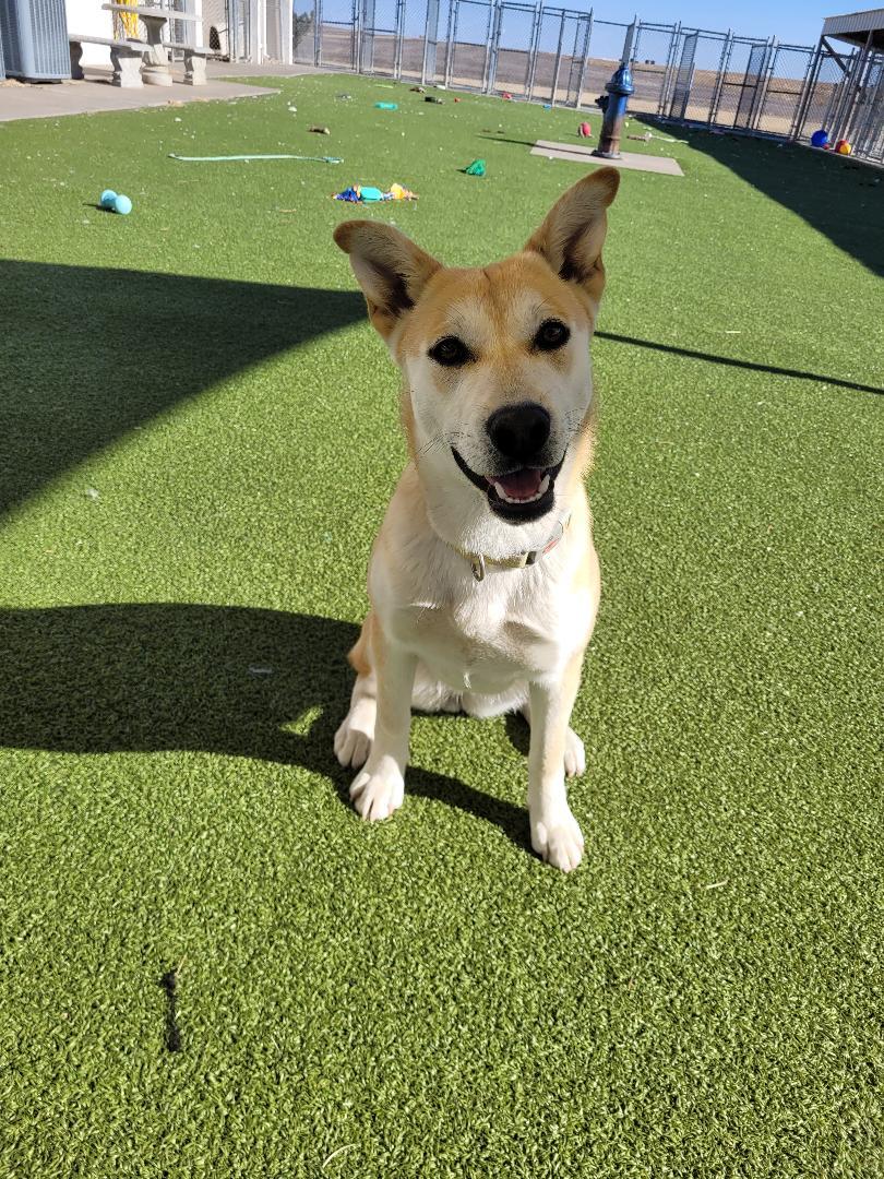 Enlarge Letty , an adoptable mixed breed in Hays, KS image 2/6