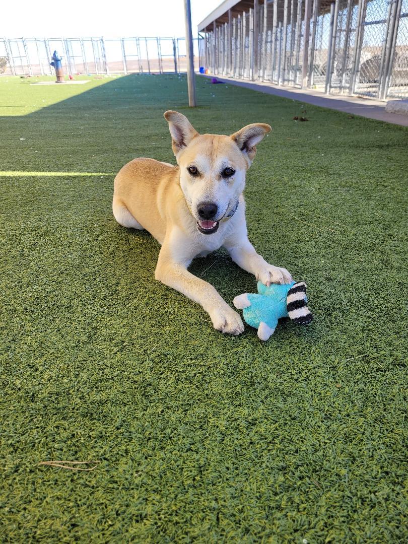Enlarge Letty , an adoptable mixed breed in Hays, KS image 3/6
