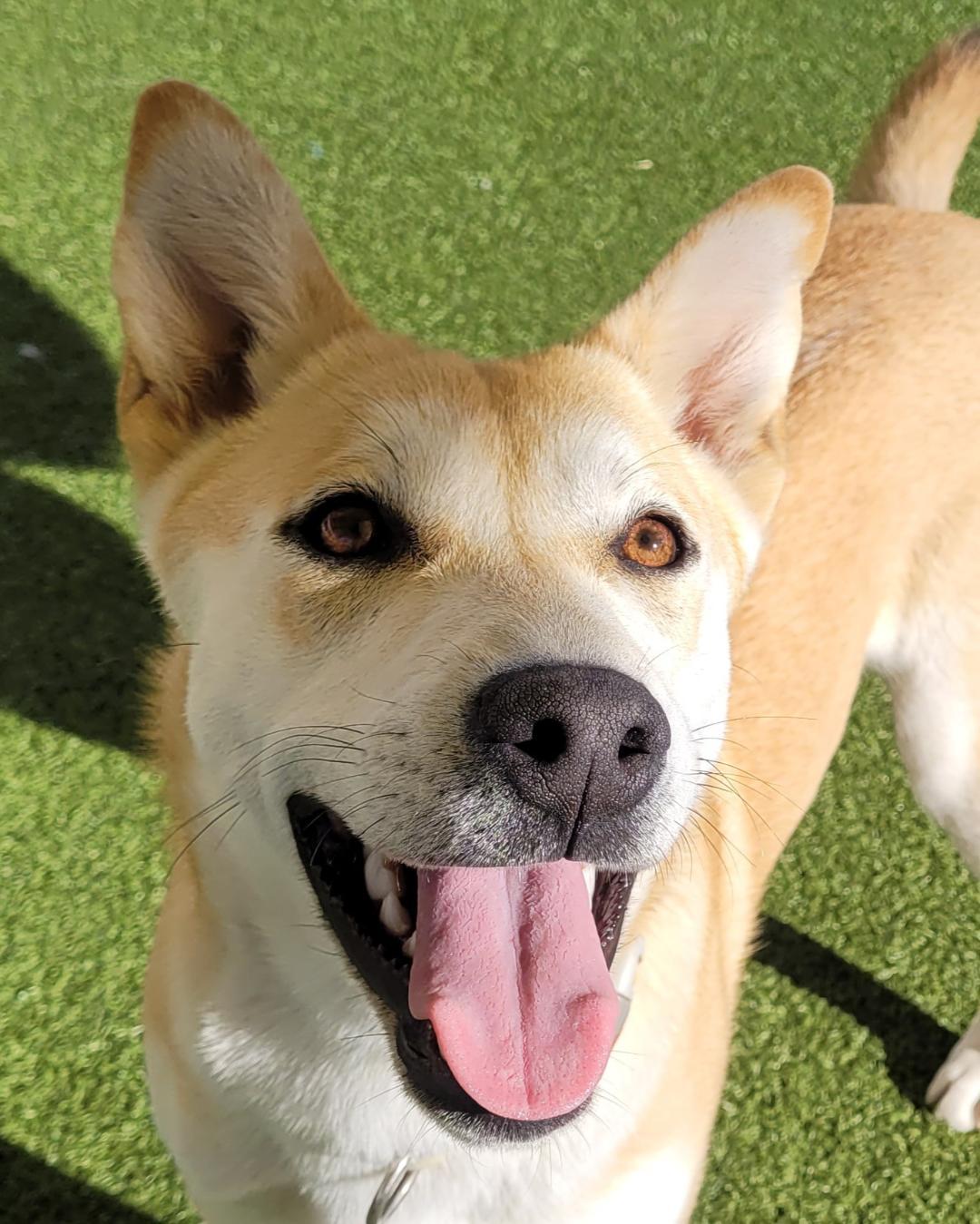 Enlarge Letty , an adoptable mixed breed in Hays, KS image 1/6