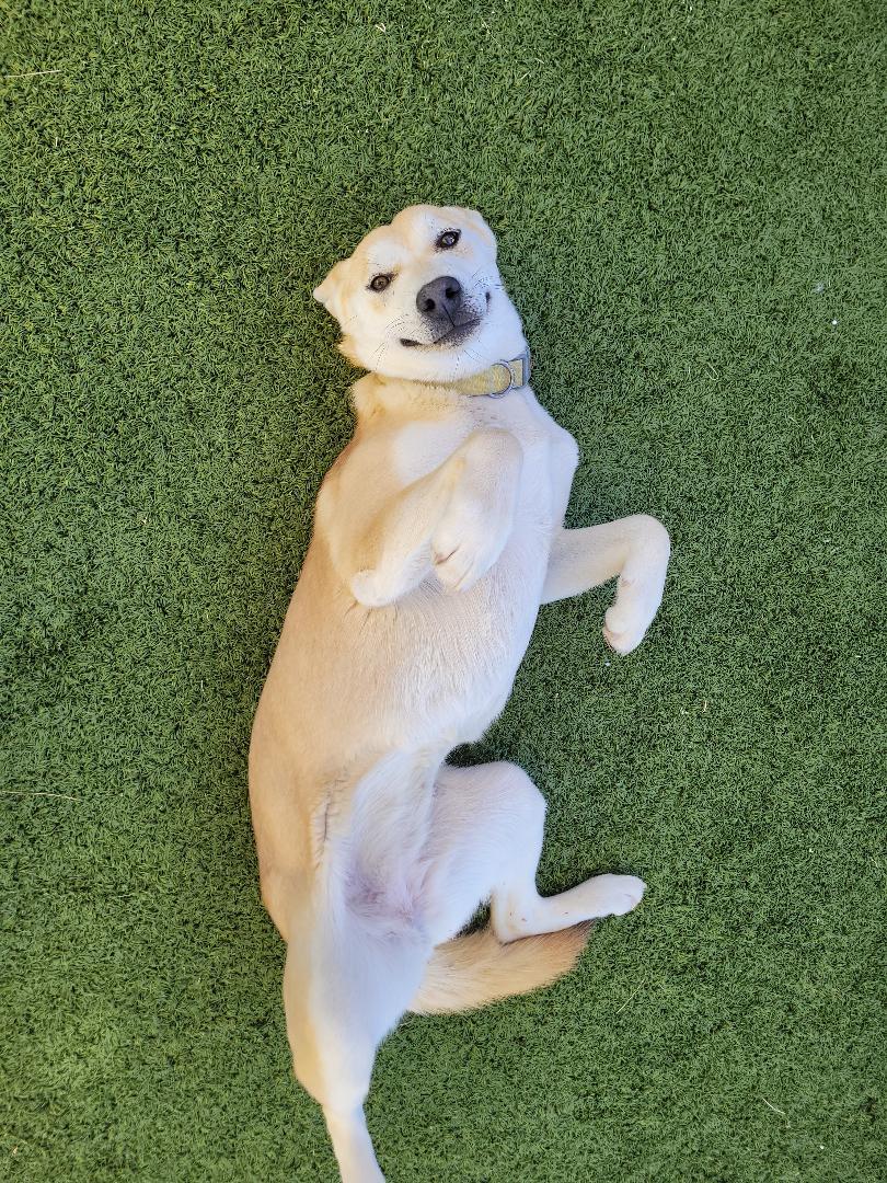 Enlarge Letty , an adoptable mixed breed in Hays, KS image 6/6