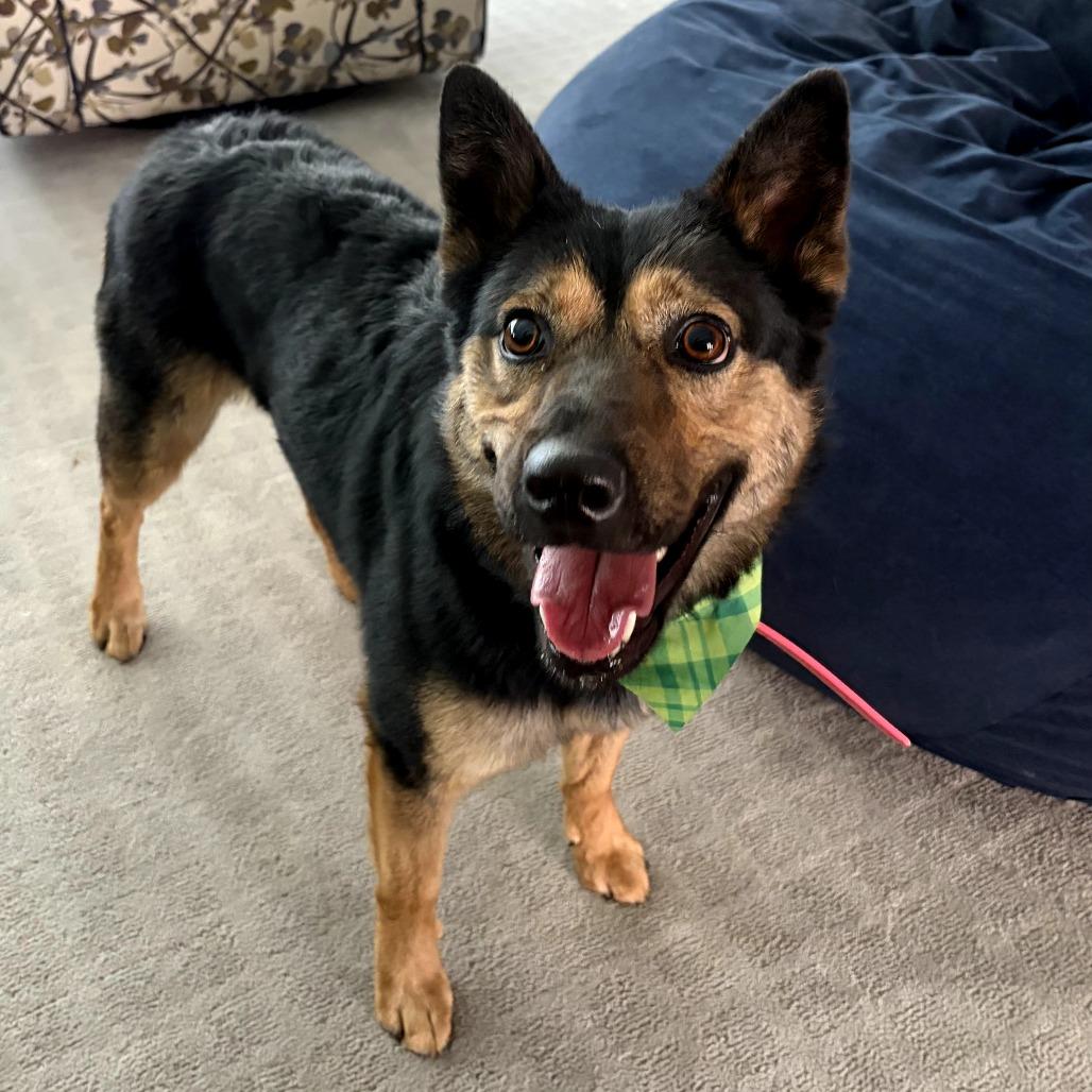 Yasmina OS CA PDR/Jazzy, Adoptable, Adult Female Border Collie.