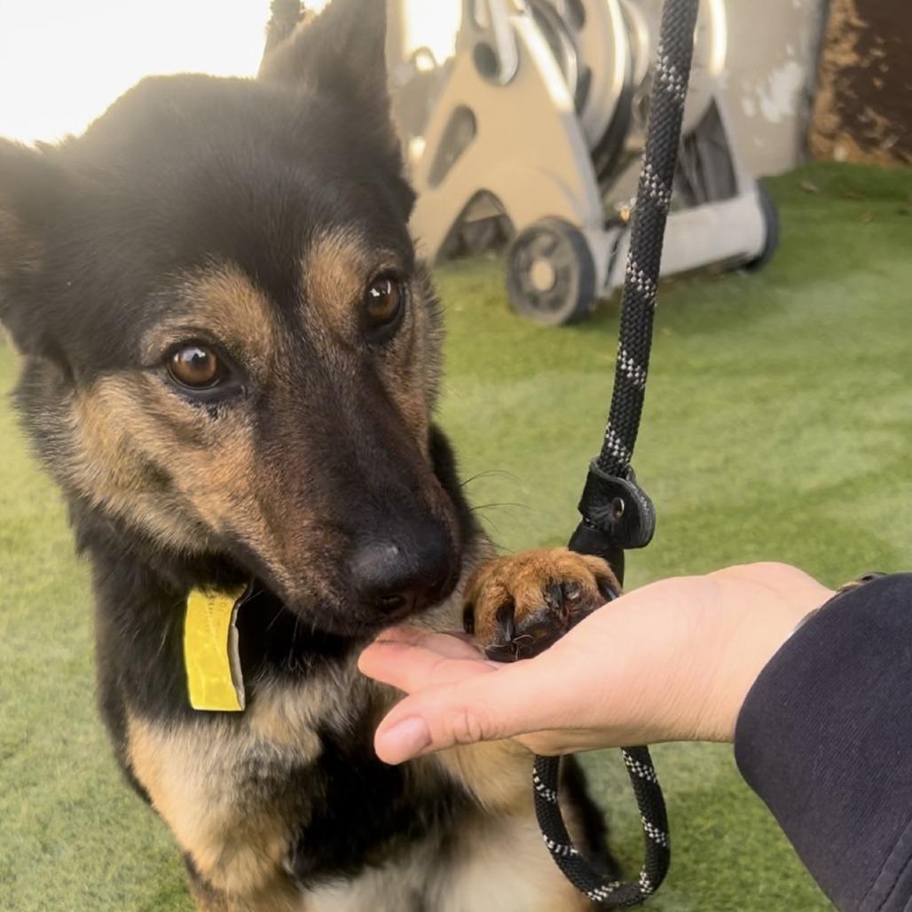 Yasmina OS CA PDR/Jazzy, a Adoptable Border Collie in Las Vegas, NV image 1/5
